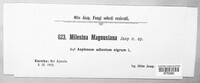 Image of Milesia magnusiana